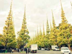 外苑前　いちょう祭り　表参道　2015　見ごろ　最新　情報　イベント