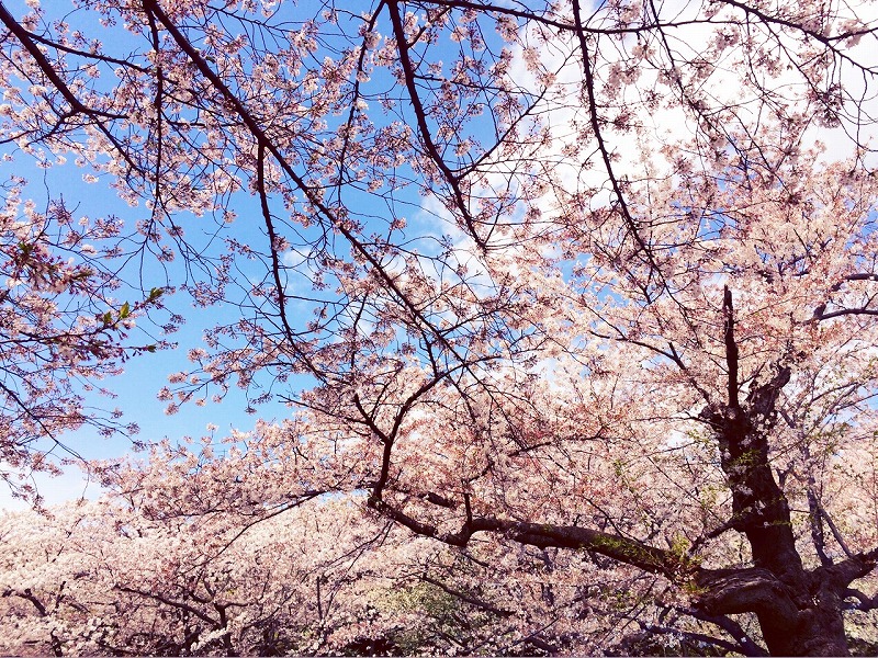 代々木公園でお弁当を食べながら花見 Harao Tokyo 代々木公園でお弁当を食べながら花見 Harao Tokyo