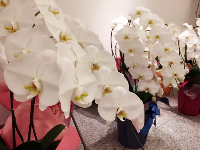 出店祝いのスタンド花を原宿 表参道 青山のおしゃれなフラワーショップで選ぼう Harao Tokyo