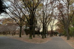 代々木公園