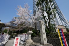 東郷神社・東郷記念館 桜