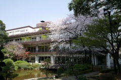 東郷神社・東郷記念館 桜