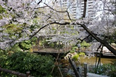 東郷神社・東郷記念館 桜