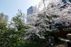 東郷神社・東郷記念館 桜