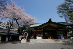 東郷神社・東郷記念館 桜