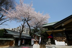 東郷神社・東郷記念館 桜