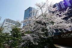 東郷神社・東郷記念館 桜