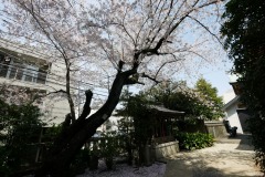 熊野神社 桜
