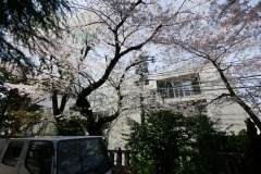 熊野神社 桜
