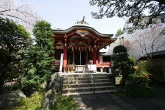 熊野神社 桜