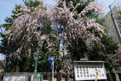 熊野神社 桜