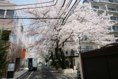 ブラジル大使館 桜
