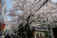 ブラジル大使館 桜