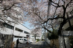 ブラジル大使館 桜