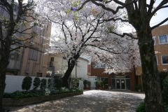 公園　桜