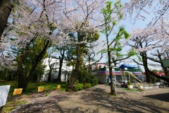 神宮外苑 桜