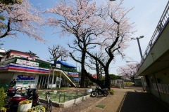 神宮外苑 桜