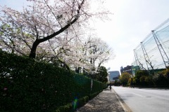 神宮外苑 桜