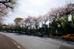 神宮外苑 桜