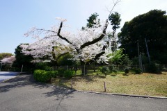 神宮外苑 桜