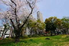 都立青山公園（南地区）花見