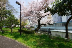 都立青山公園（南地区）花見