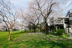 都立青山公園（南地区）花見