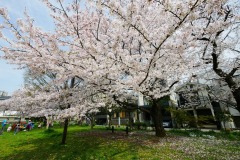 都立青山公園（南地区）花見