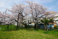 都立青山公園（南地区）花見
