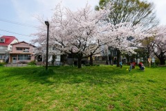 都立青山公園（南地区）花見