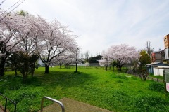 都立青山公園（南地区）花見