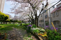 都立青山公園（南地区）花見