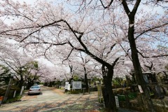 青山霊園 桜
