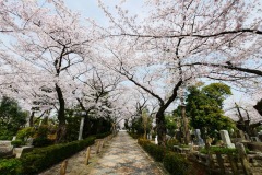 青山霊園 桜
