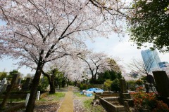 青山霊園 桜