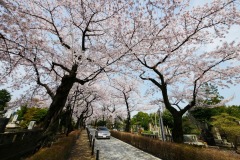 青山霊園 桜