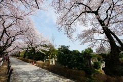 青山霊園 桜