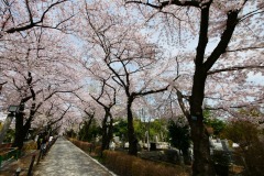 青山霊園 桜