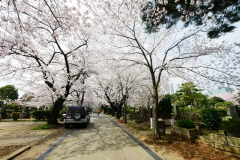 青山霊園 桜