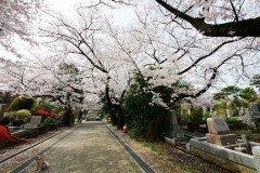 青山霊園 桜