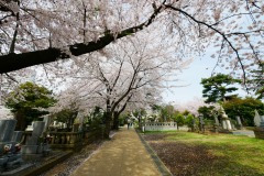 青山霊園 桜
