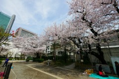 区立青山公園 桜