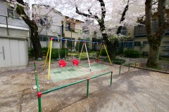 区立青山公園 桜