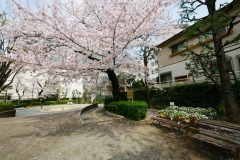 区立青山公園 桜