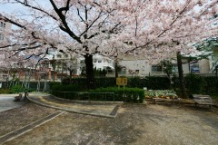 区立青山公園 桜