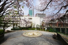 区立青山公園 桜