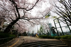 区立青山公園 桜