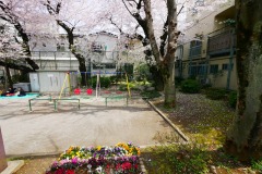 区立青山公園 桜