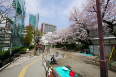 区立青山公園 桜