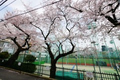 区立青山公園 桜